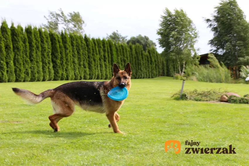 Pies może świetnie aportować, jeśli go tego nauczymy Pies aportujący niebieski dysk