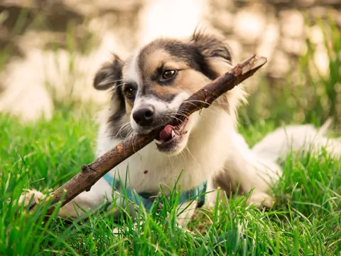 Dlaczego pies przynosi patyk, ale go nie oddaje?
