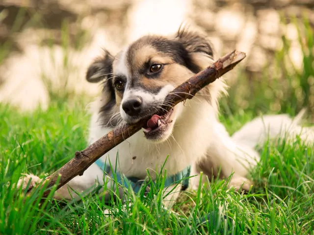 Dlaczego pies przynosi patyk, ale go nie oddaje?