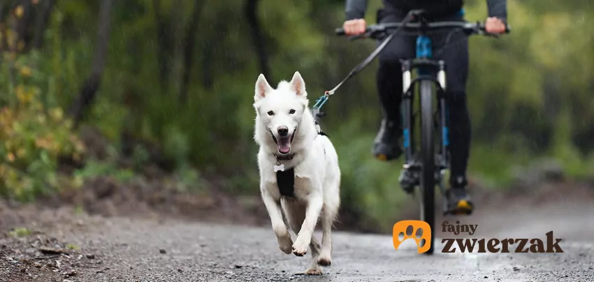 Jednym z najczęstszych błędów jest założenie, że każdy pies może towarzyszyć rowerzyście Pies biegnie przed rowerem