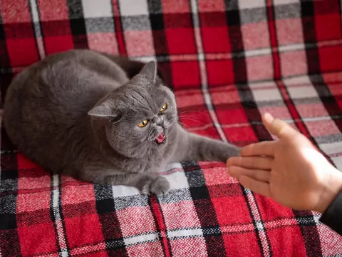 Jak nauczyć kota akceptowania gości?