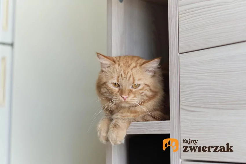 Nawet najspokojniejszy kot podczas wizyty gości powinien mieć dostęp do bezpiecznej bazy Kot na półce w szafie