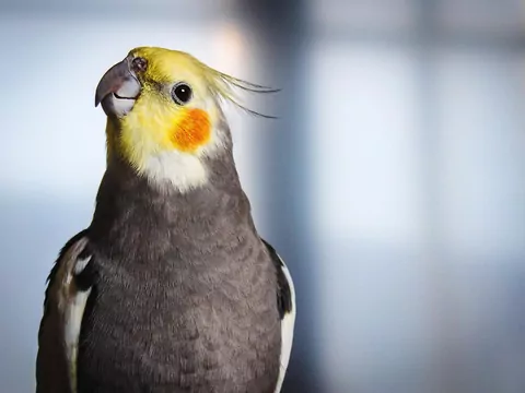 Kalendarz zdrowia papugi