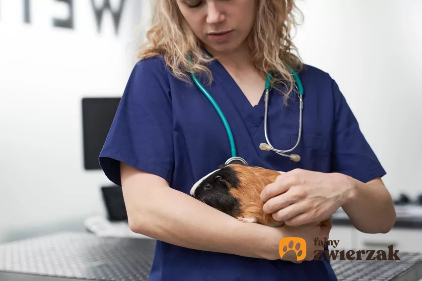 Wizyta kontrolna zdrowej świnki zalecana jest raz na 6 miesięcy i obejmuje pełne badanie kliniczne, kontrolę wagi, ocenę serca i płuc Weterynarz trzyma świnkę morską