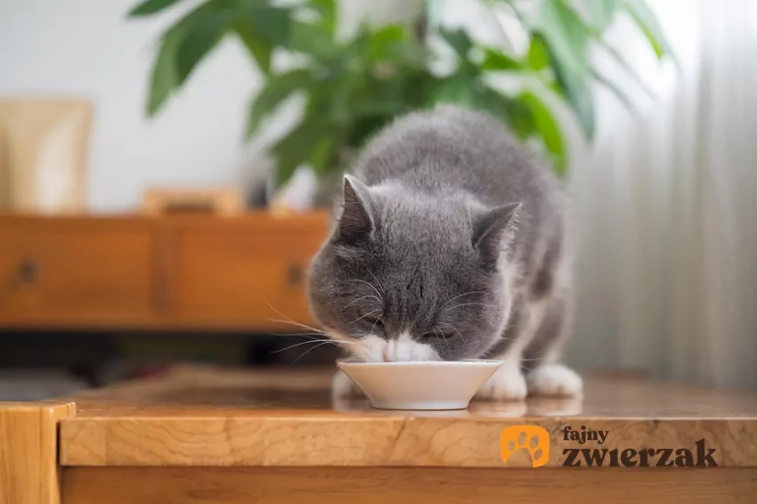 Najważniejszą zasadą jest prostota i przewidywalność diety. Układ pokarmowy wrażliwego kota znacznie lepiej toleruje karmy o krótkim i przejrzystym składzie Kot je z miski