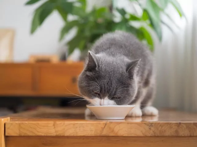 Jak karmić kota z delikatnym żołądkiem?