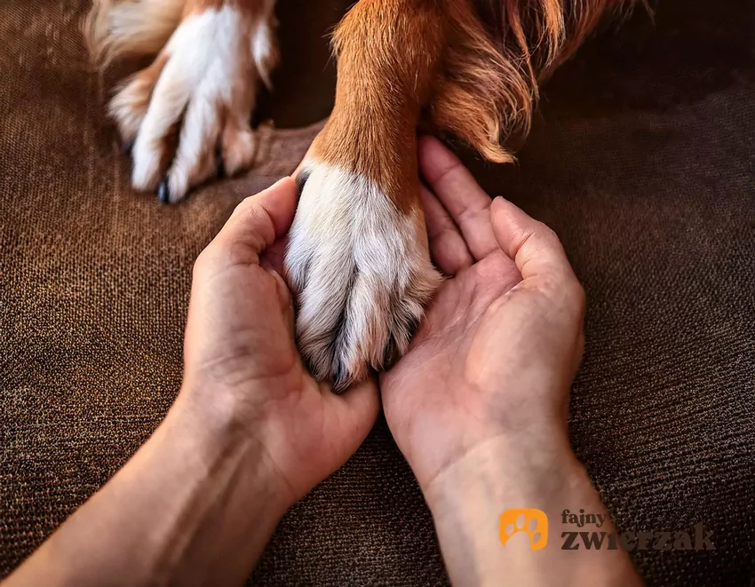 Wiele psów stresuje się na widok zdenerwowanego opiekuna Pies trzyma łapę w dłoniach człowieka