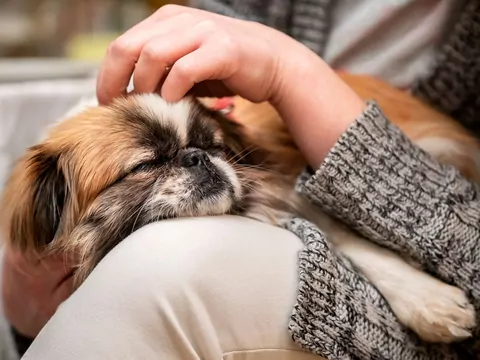 Dlaczego pies kładzie się na nogach po kłótni domowników?