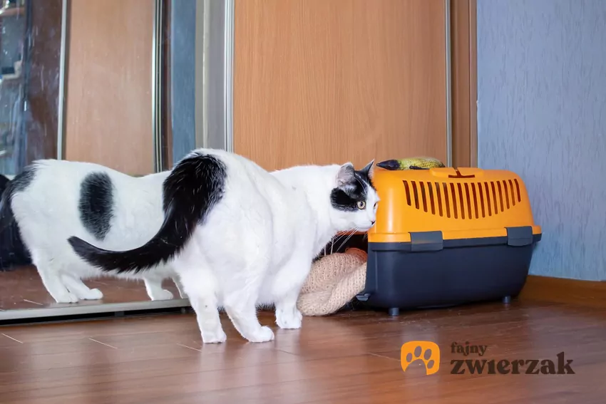 Po przybyciu na nowe miejsce umieść transporter w niewielkim pokoju, np. w sypialni, razem z kuwetą miskami i legowiskiem pachnącym starym mieszkaniem Kot obok transportera