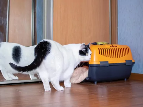 Przeprowadzka z kotem - porady