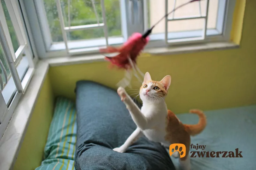 Nic tak nie poprawia nastroju jak aktywność. Dbaj o to, pupil miał zajęcie Kot bawi się wędką