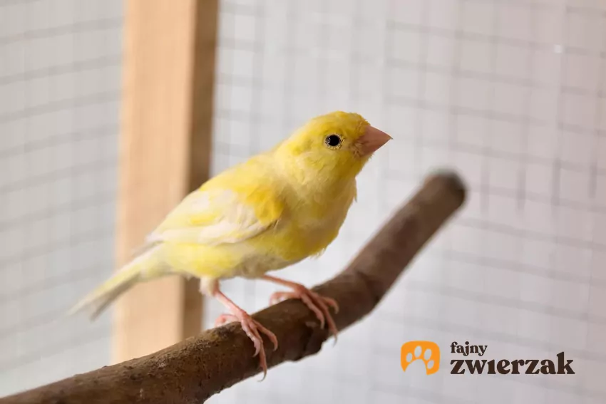 Dla właścicieli kanarków nagła cisza powinna być jednym z najbardziej niepokojących sygnałów Kanarek w klatce