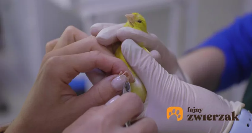 W przypadku zdrowego, dorosłego ptaka, przegląd okresowy należy wykonywać raz na dwanaście miesięcy Kanarek u lekarza weterynarii