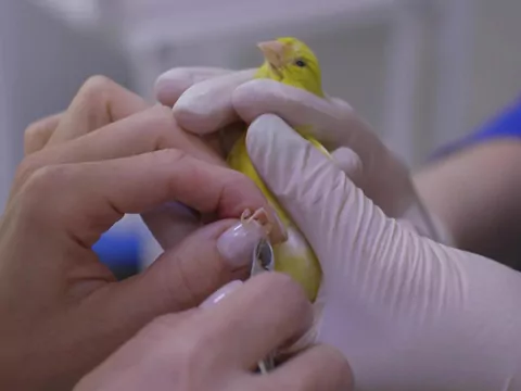 Kalendarz zdrowia kanarka