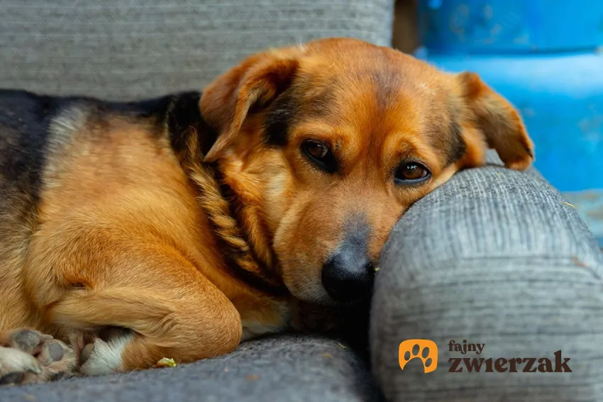 Pies odpoczywa na kanapie