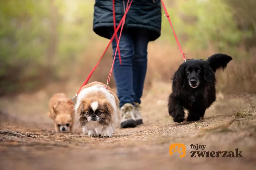 Kobieta idzie z trzema psami na spacer