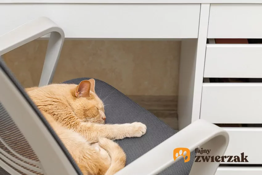Kot leży na siedzisku fotela