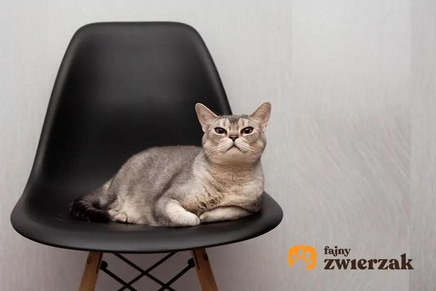 Kot siedzi na krześle