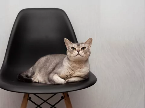 Kot wącha miejsce, gdzie siedziałeś