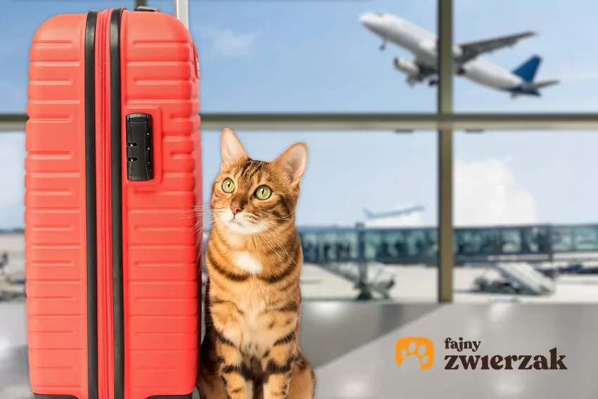 Kot i walizka na lotnisku