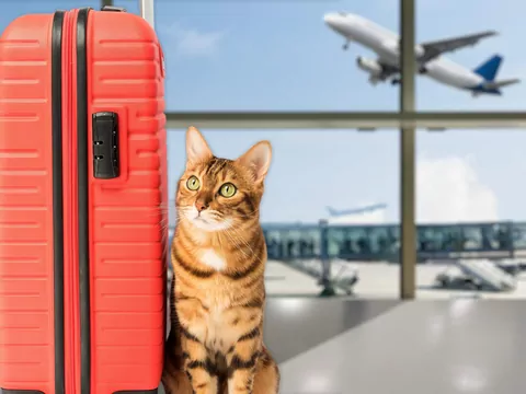 Jak przygotować się do lotu z kotem?