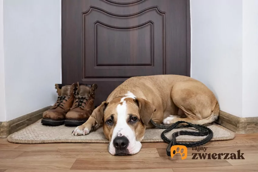 Pies leży pod drzwiami