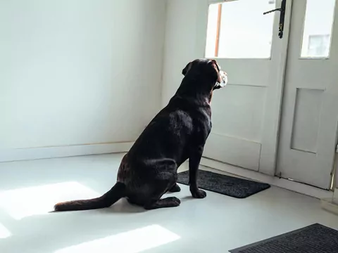 Dlaczego pies śpi przy drzwiach?