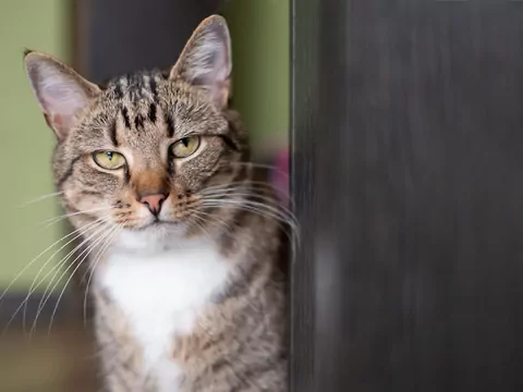 Dlaczego kot wpatruje się w ścianę?