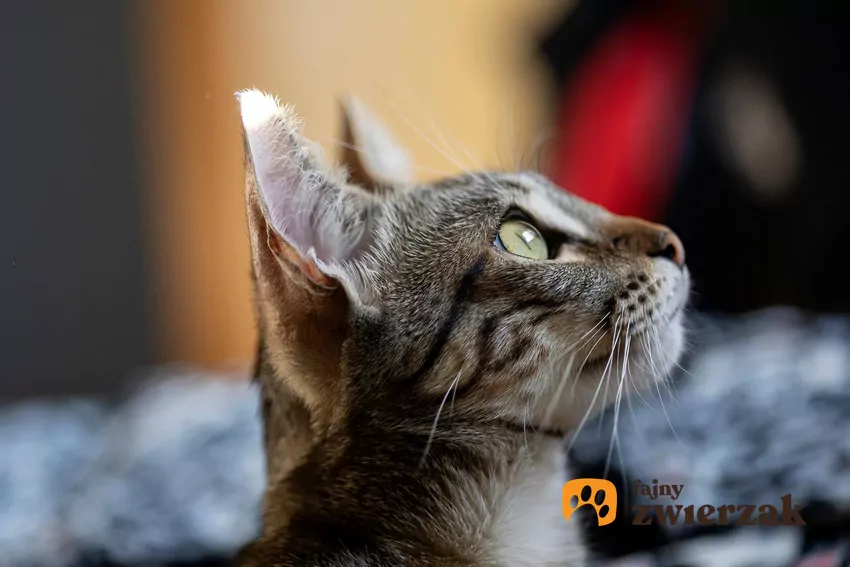 To, co dla Ciebie jest gładką, białą powierzchnią, dla kota jest czymś w rodzaju ekranu, na którym wyświetlają się różne interesujące zjawiska Głowa kota z profilu