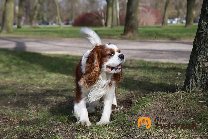 Pies rasy cavalier chodzi po parku
