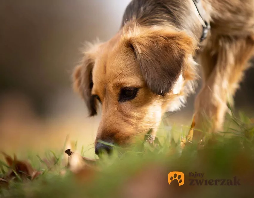 Pies wącha trawę