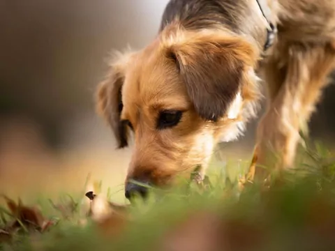 Dlaczego pies wącha to samo miejsce na spacerze?