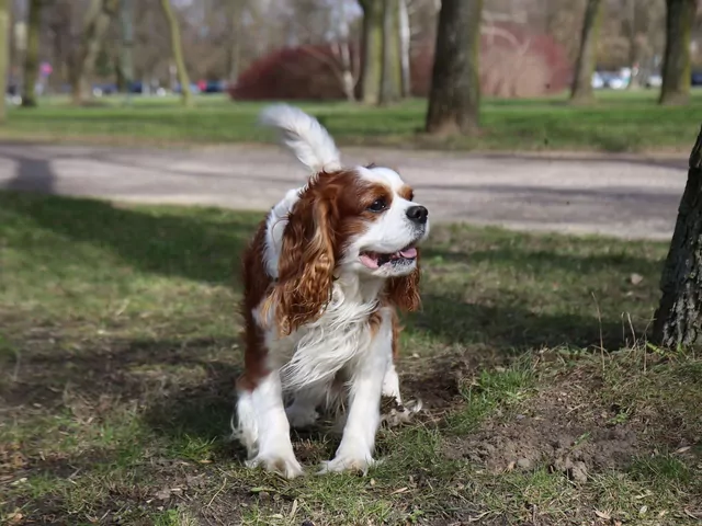 Dlaczego pies wącha to samo miejsce na spacerze?