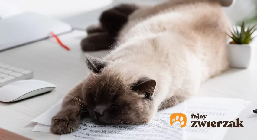 Kot leży na dokumentach