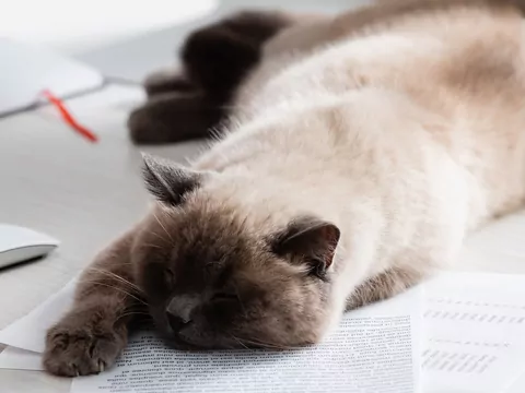 Dlaczego kot kładzie się na dokumentach?