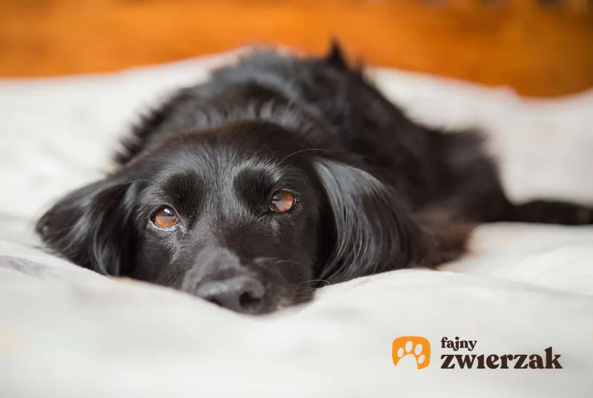 Czarny pies leży na pościeli