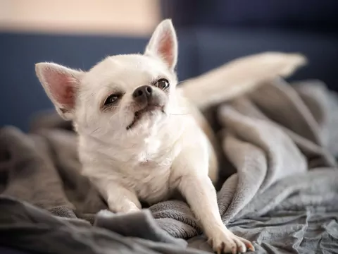 Czy pies może spać na łóżku?