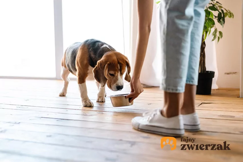 Kobieta stawia miskę przed psem