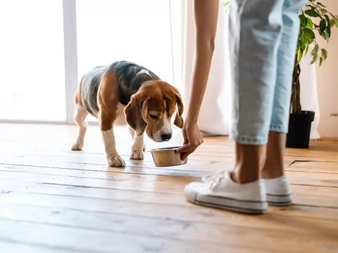 Jak karmić psa z delikatnym żołądkiem?