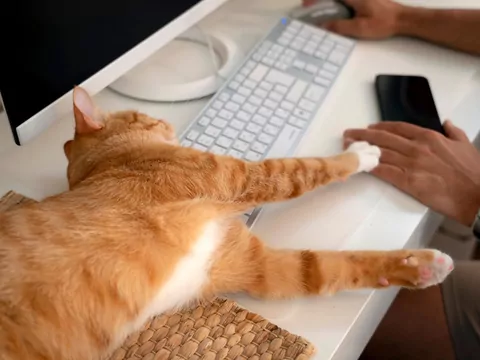 Dlaczego kot śpi na klawiaturze?