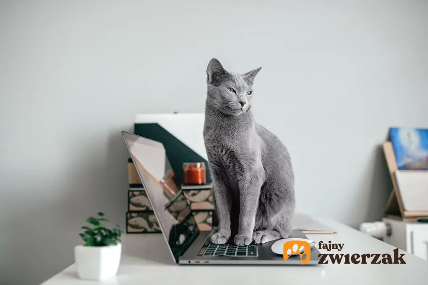 Kot siedzi na laptopie