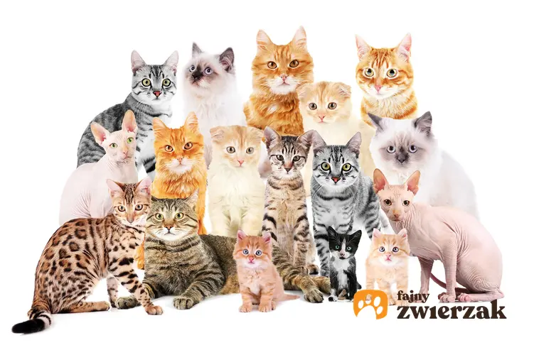 Ilustracja rasy kotów