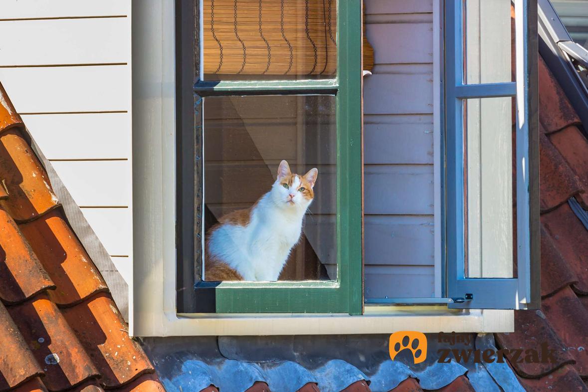 Kot dachowiec siedzi w oknie domu.