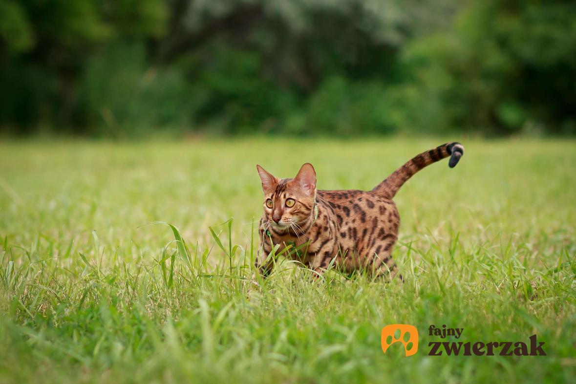 Kot bengalski skrada się w trawie.