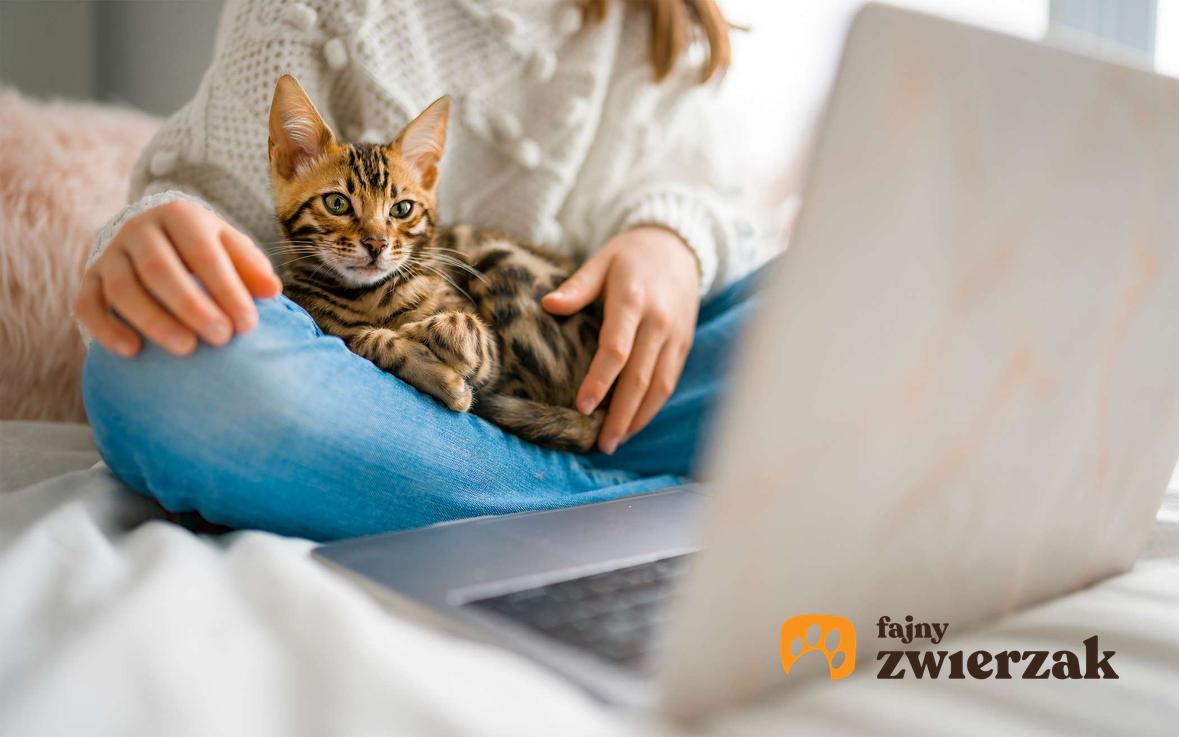 Kot bengalski na kolanach opiekunki, która korzysta z laptopa.