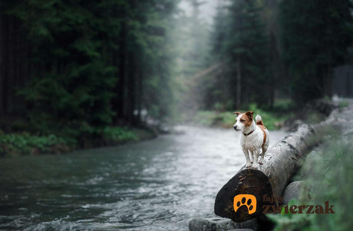 Jack Russell Terrier stoi na kłodzie w lesie. Pies jest nad rzeką.