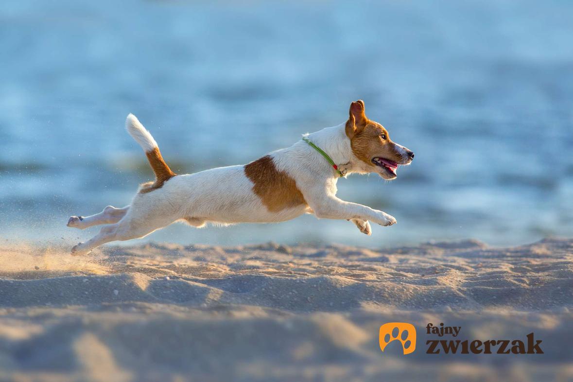 Jack Russell Terrier biegnie po plaży. Pies jest bokiem do zdjęcia.