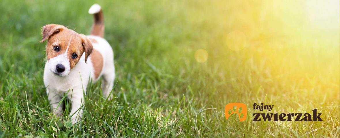 Szczeniak Jack Russell Terrier stoi na trawie. Trawa jest oświetlona przez słońce.