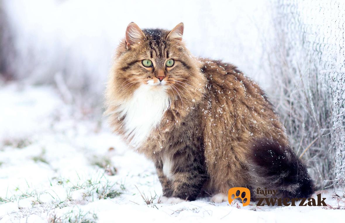 Kot syberyjski w zimowej scenerii.
