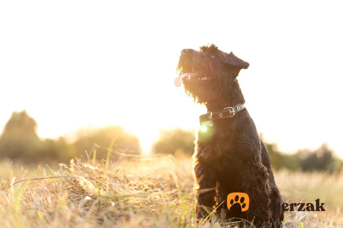 Sznaucer miniaturowy na polu. Pies siedzi w świetle zachodzącego słońca.